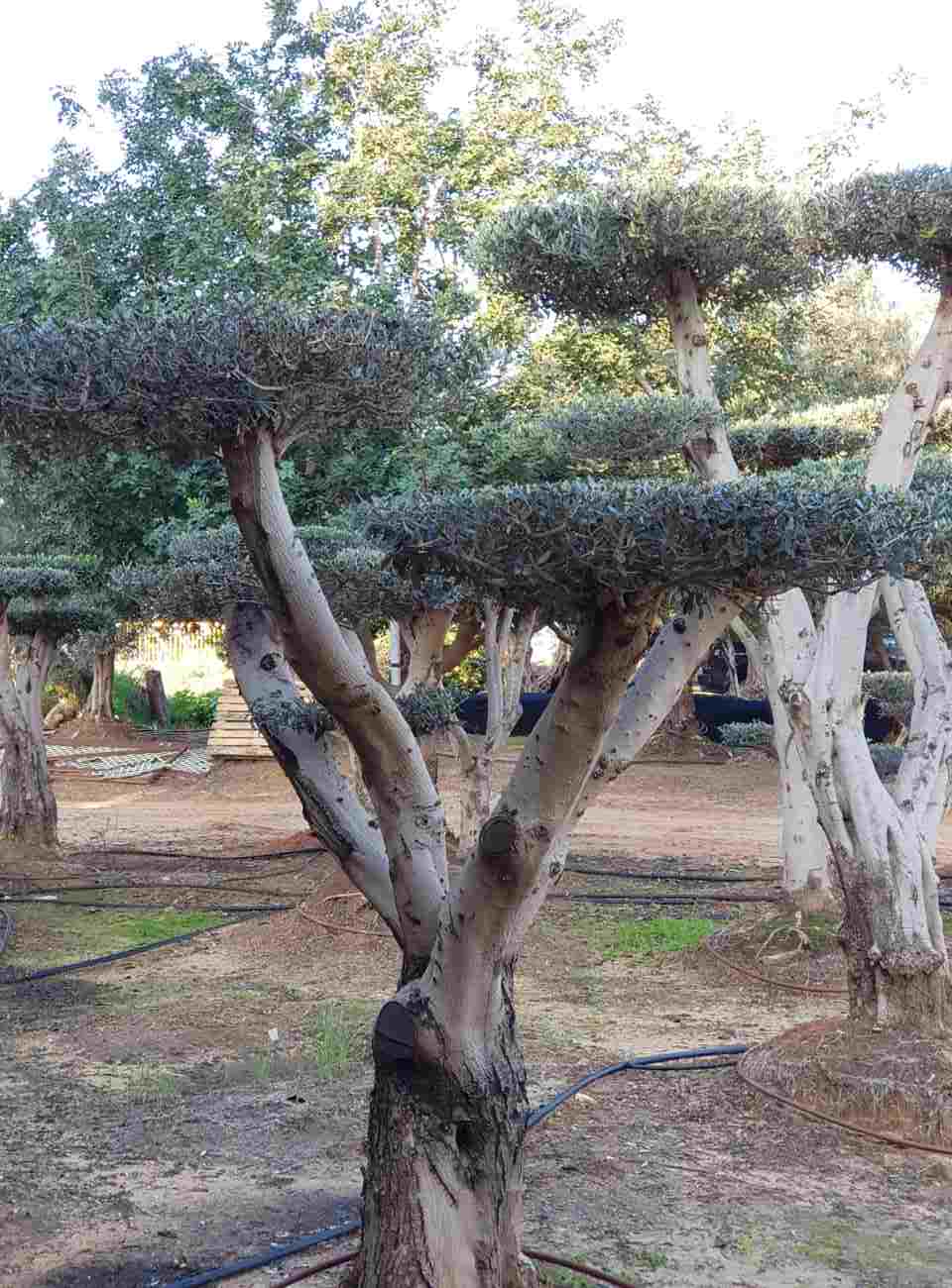 בחירת עצי פרי לגינה הביתית שלכם