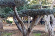 בחירת עצי פרי לגינה הביתית שלכם